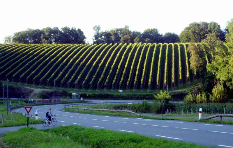 Les vignes de Cardesse 