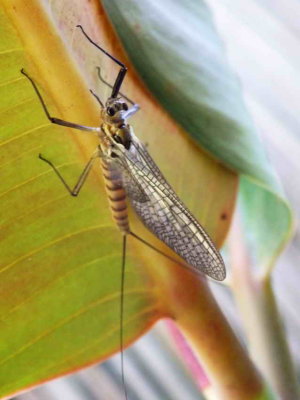 Variété de libellule
