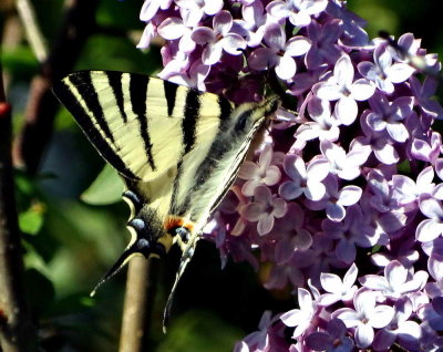 Papillon Belle Dame