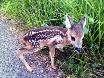 Un bambi qui a perdu (momentanément) sa maman