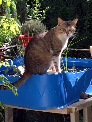 Emile et sa piscine