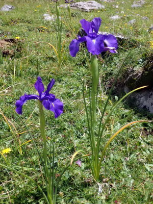Iris