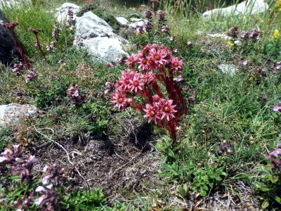 Sempervivum