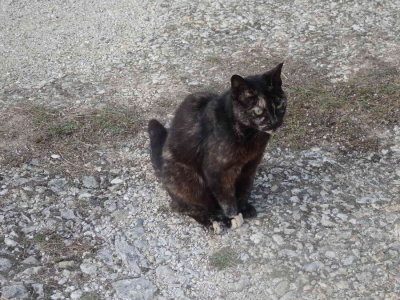 Miaou
