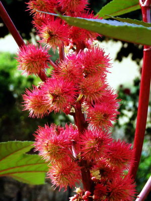 Graines du ricin