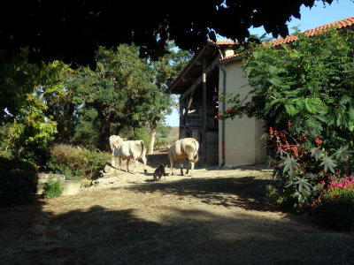 Et une ferme aux animaux juste  ct