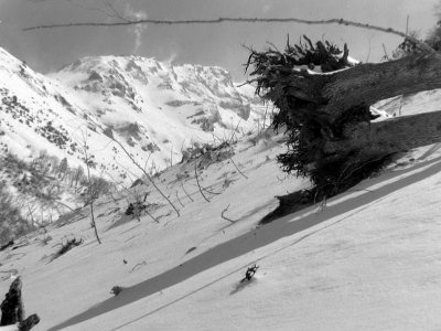 Vallon de Gabardres : arbre dracin par le souffle d'une avalanche