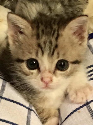 Nickie 45 jours
