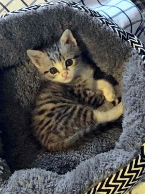 Comment résister à ce regard ?