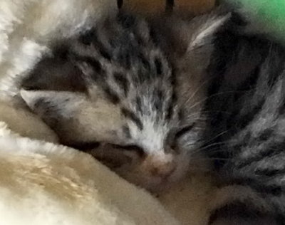 Confortable petit somme