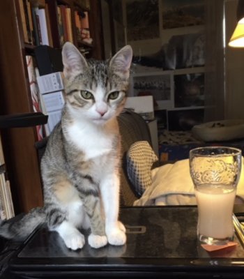 Nickie, petit chat de compagnie à 4 mois 1/2