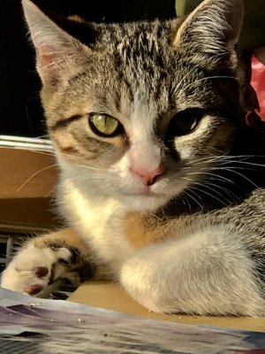 Un petit fauve se cache parfois derrière la gentille Nickie.