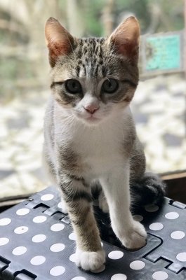 Nickie, 3 mois 1/2