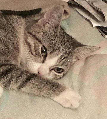 Bonjour toi (Nickie 6 mois)