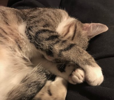 J’aime dormir sur ses genoux