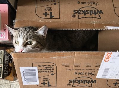 Faudrait voir à pas venir me chiper mes Whiskas !