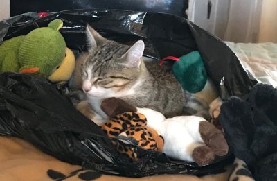 Pas de bonne sieste sans mes peluches !
