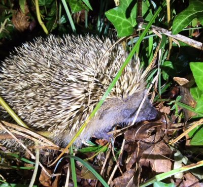 Petit visiteur discret de nos jardins, le hérisson