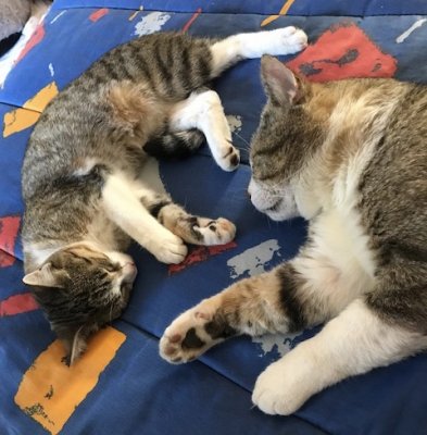 J'embête le gros chat qui ne me fait pas peur