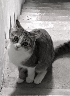 Je peux sortir me promener ?