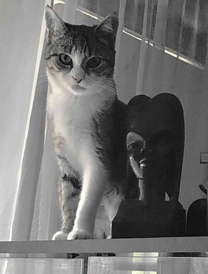 🐾🐾🐾🐾 Nickie, statue vivante 🐾🐾🐾🐾