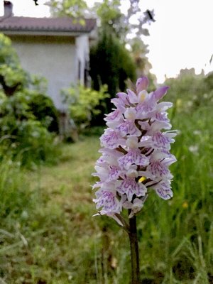 Petite orchide sauvage de jardin