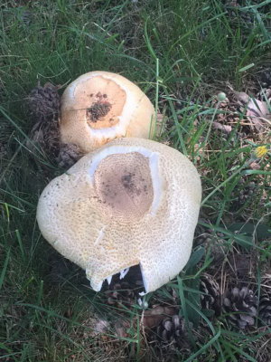 Champignons