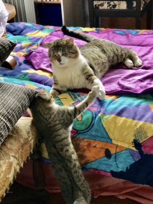 Jeux de chats