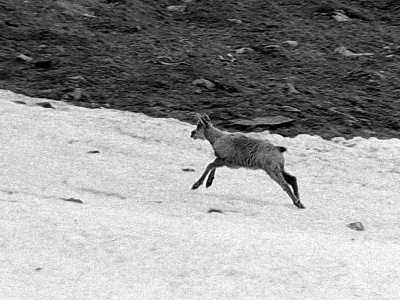 Le jeune isard porte encore sa toison d'hiver