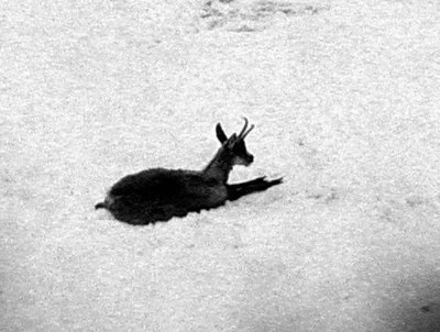 Les isards aiment se reposer dans la neige