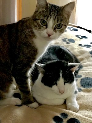 Nickie (1 an) est très protectrice avec son petit camarade Gaspard (6 mois)