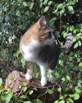 J’aime grimper dans les grands arbres