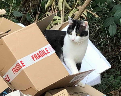 Le paradis des cartons pour Gaspard