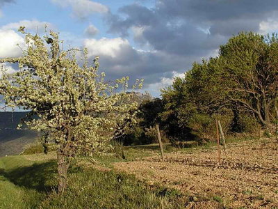 Campagne de Cucugnan