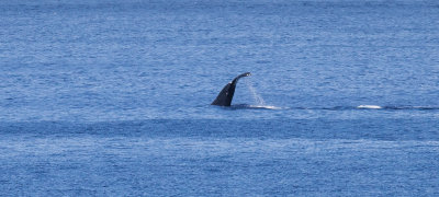 IMG_7229.jpg