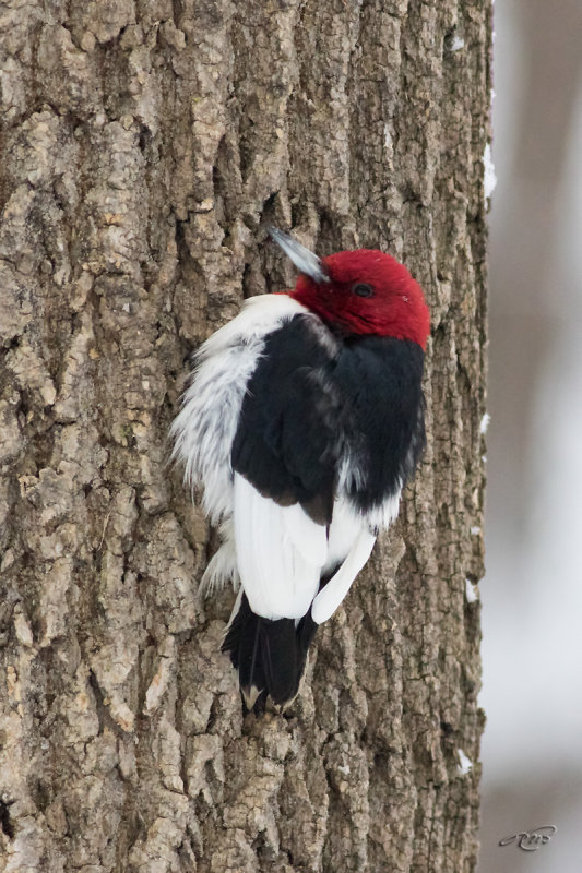 Pic  tte rouge<br/>Red-headed Woodpecker