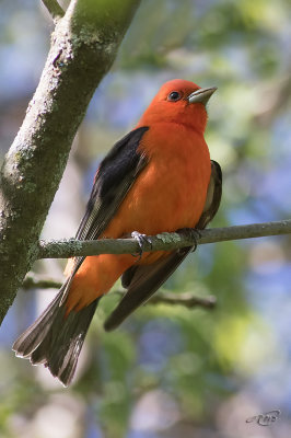 Piranga carlateScarlet Tanager