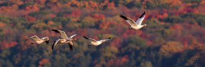 Oies des neigesSnow Geese