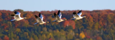 Oies des neiges<br/>Snow Geese