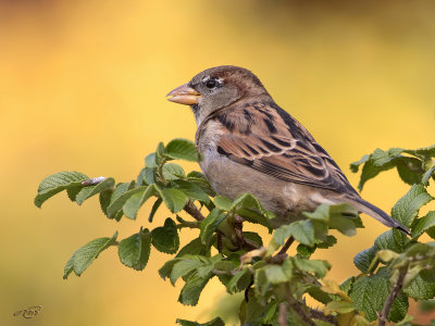 Moineau domestiqueHouse Sparrow