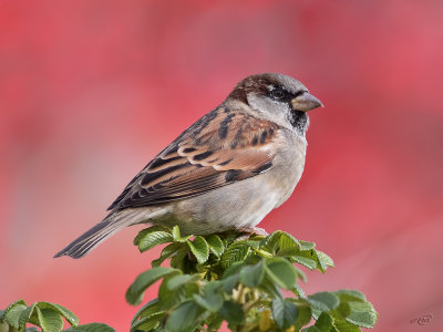 Moineau domestiqueHouse Sparrow
