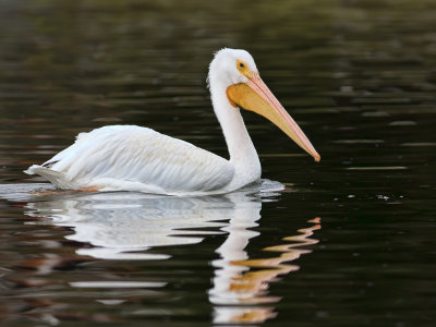 Plican d'AmriqueAmerican white Pelican