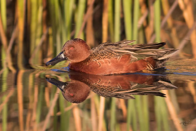 Sarcelle canelleCinammon Teal