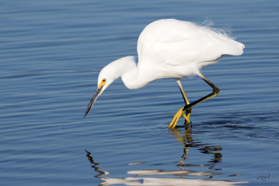 Aigrette neigeuse<br/>Snowy Egret