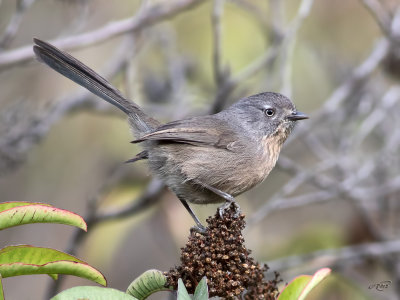 Cama brune<br/>Wrentit