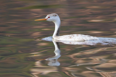 Grèbe à face blancheClark's Grebe