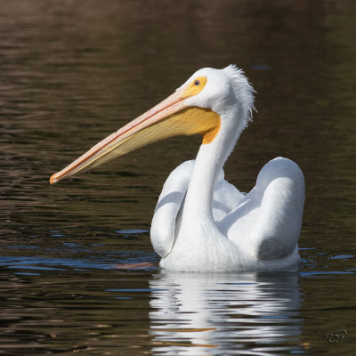 Plican d'AmriqueAmerican White Pelican