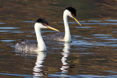 Grbe lgantWestern Grebe