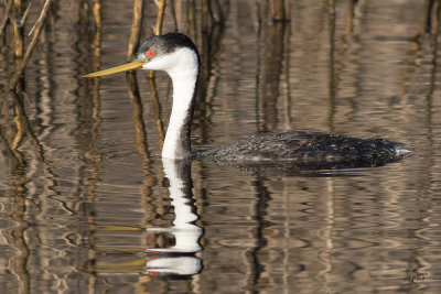 Grèbe élégantWestern Grebe