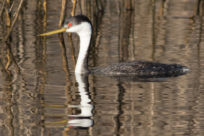 Grbe lgantWestern Grebe